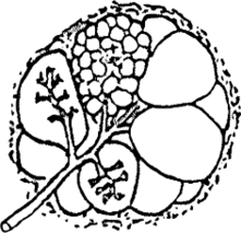 ファイル:乳房（乳腺葉）.svg